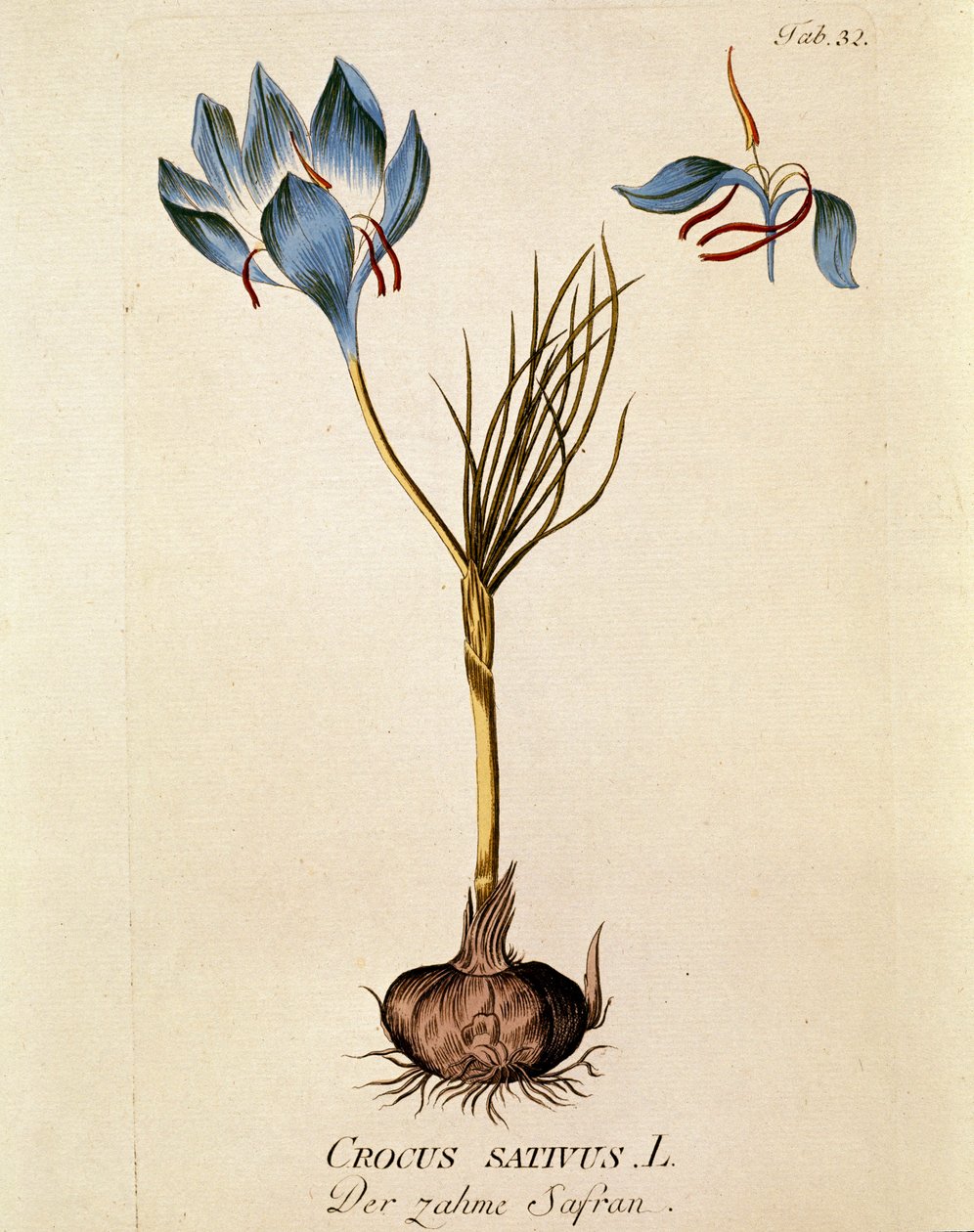 Botanica: 