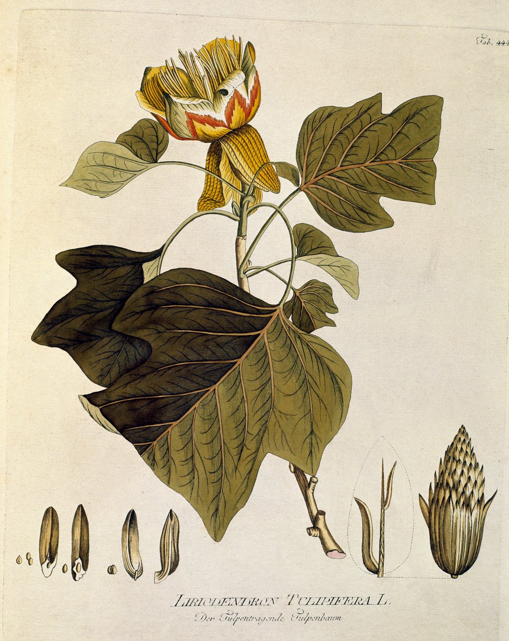 Botanica: 