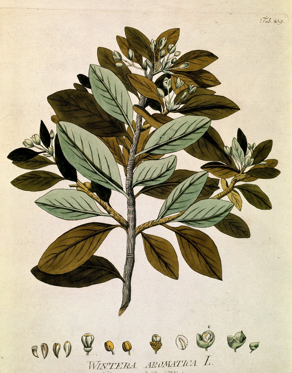 Botanica: 