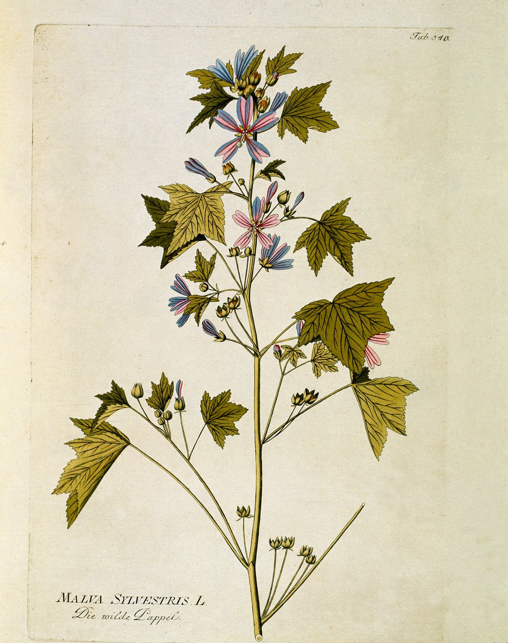 Botanica: "grande viola" (Malva sylvestris) Tavola tratta da "Medicinalium secundum Linnaei digestarum" di Joseph Jacobi Plenck (1735-1807) 1788-1803 Collezione privata da Austrian School