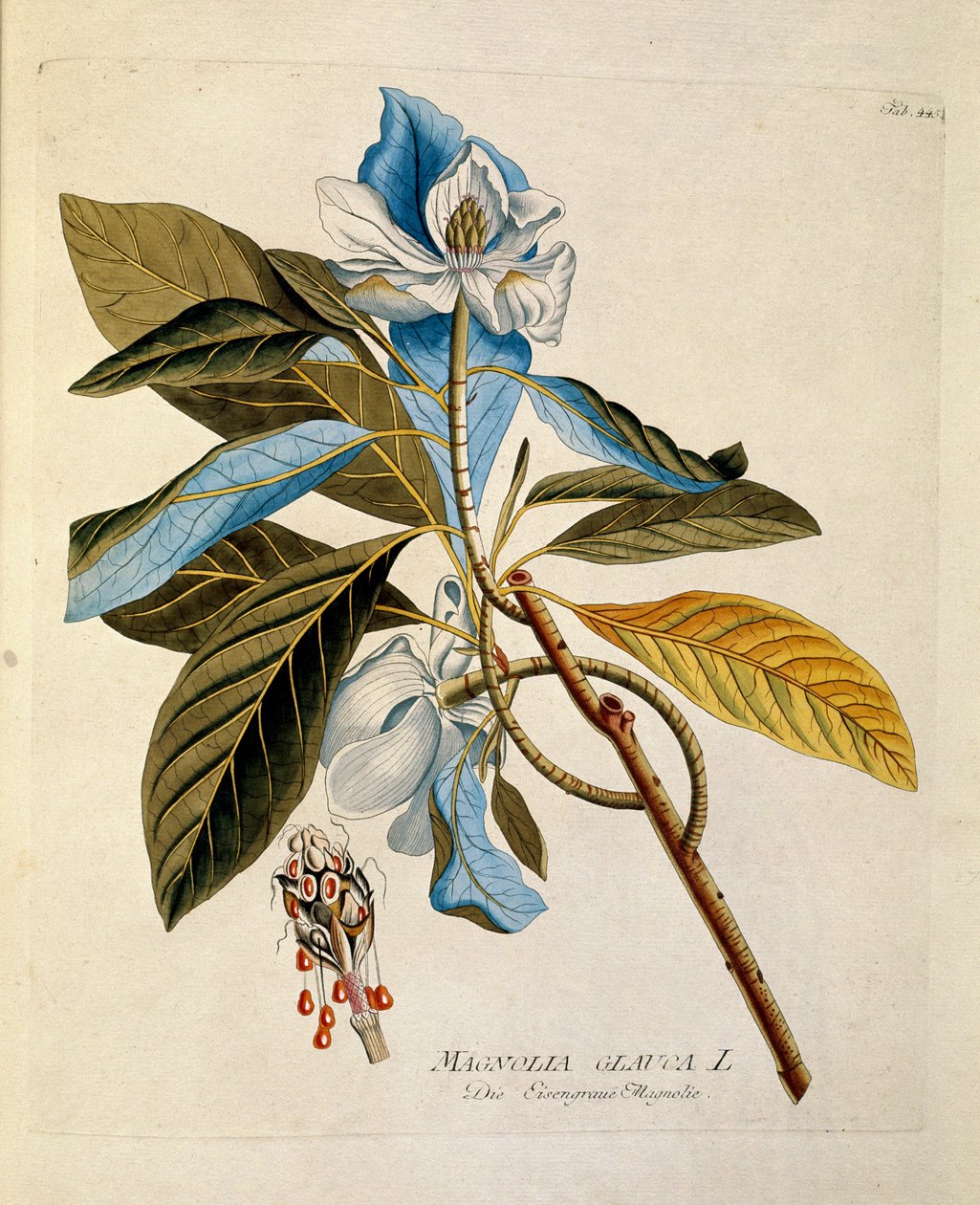Botanica: "magnolia" Tavola tratta da "Medicinalium secundum Linnaei digestarum" di Joseph Jacobi Plenck (1735-1807) 1788-1803 Collezione privata da Austrian School