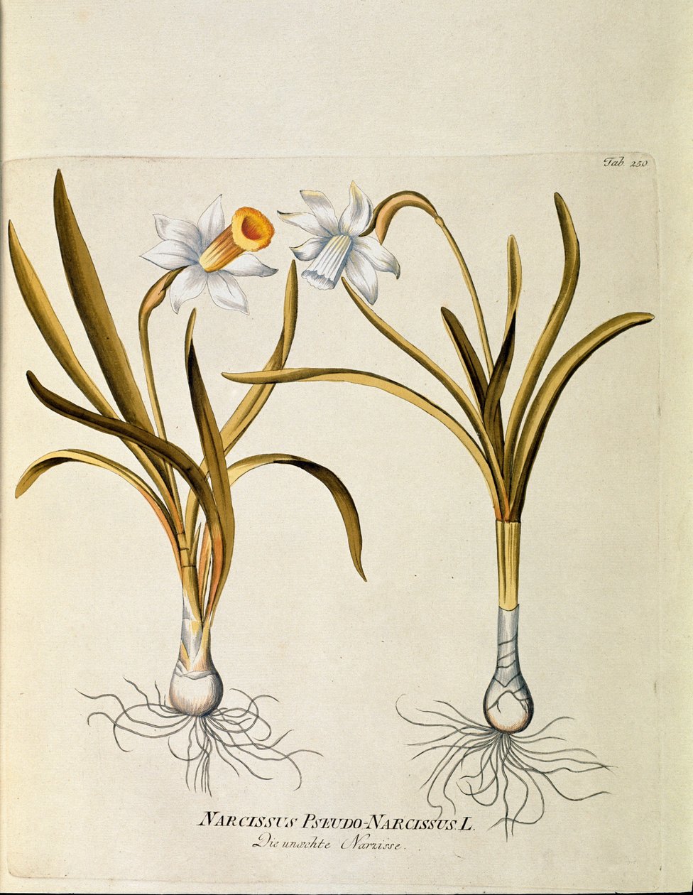 Botanica: "Narciso giallo o trombetta" (Narcissus pseudonarcissus) Tavola tratta da "Medicinalium secundum Linnaei Digestarum" di Joseph Jacobi Plenck (1735-1807) 1788-1803 Collezione privata da Austrian School