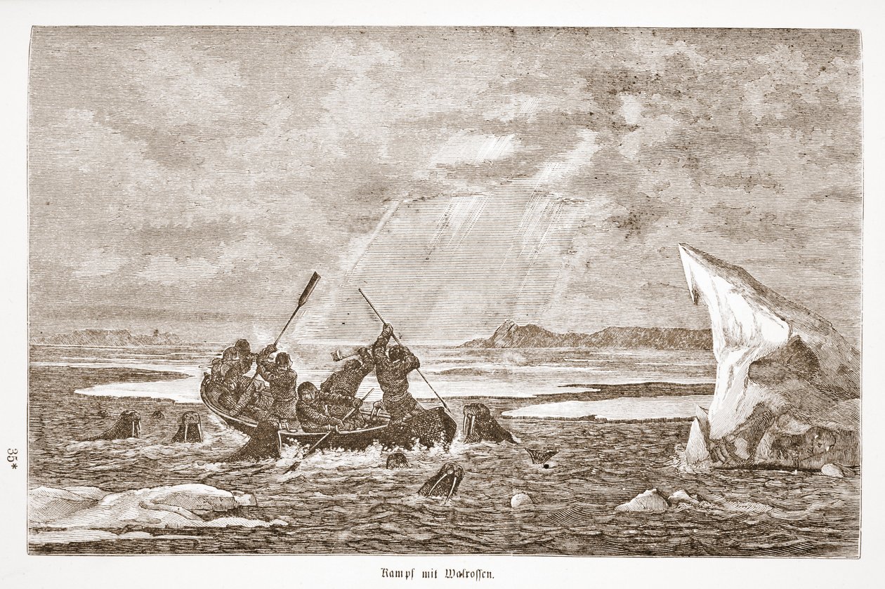 Lotta con il tricheco, 1876 da Austrian School