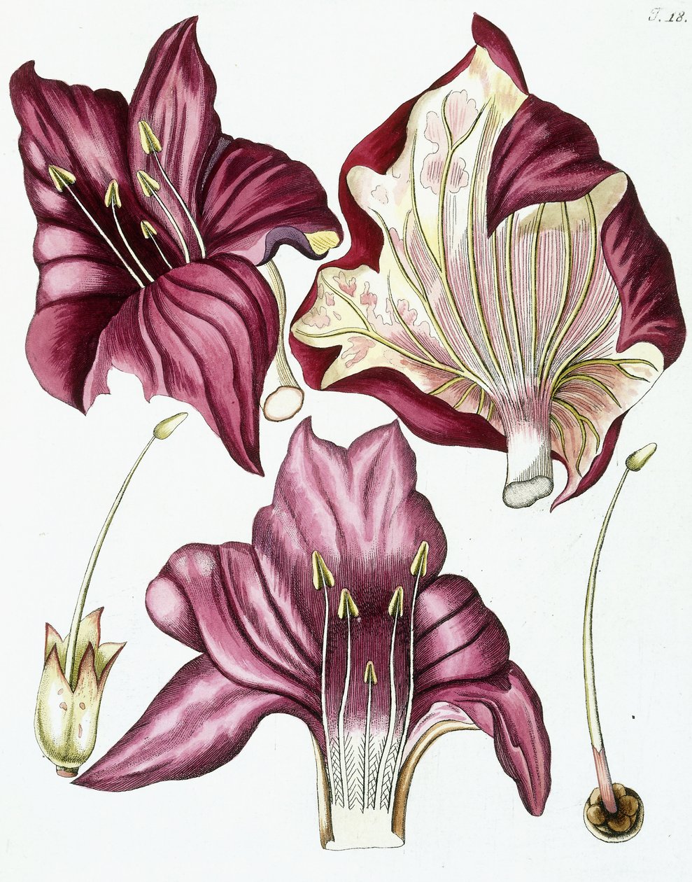 Figura 18, da "Collectanea ad Botanicam, Chemiam, et Historiam Naturalem spectantia, cum figuris", 1786-1796 da Austrian School