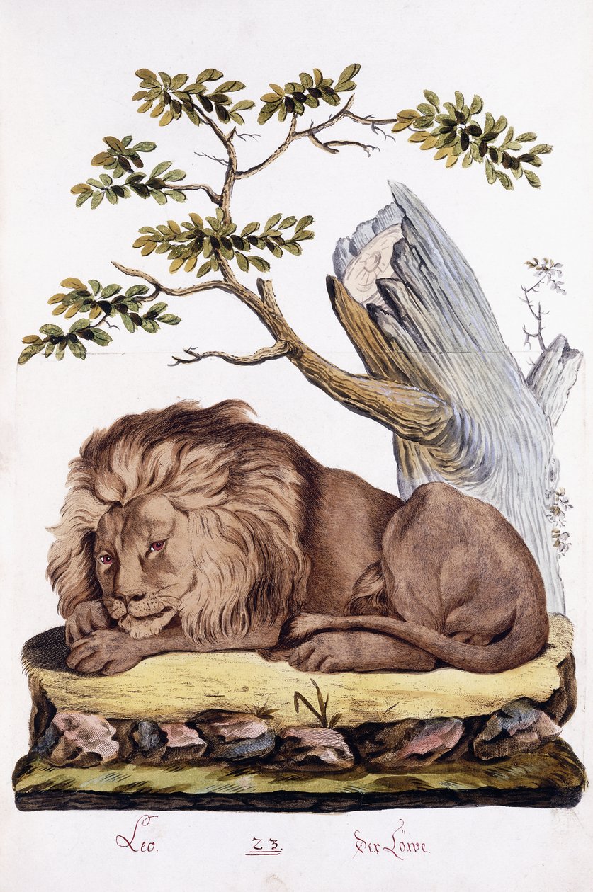 Leone, 1794 da Austrian School