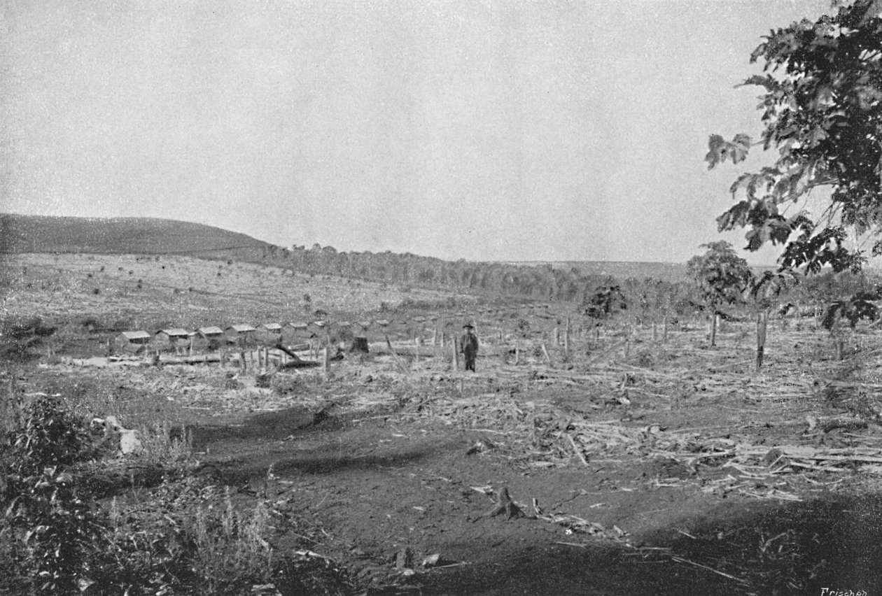 Plantacao de Cafe novo, 1895 da Axel Frick