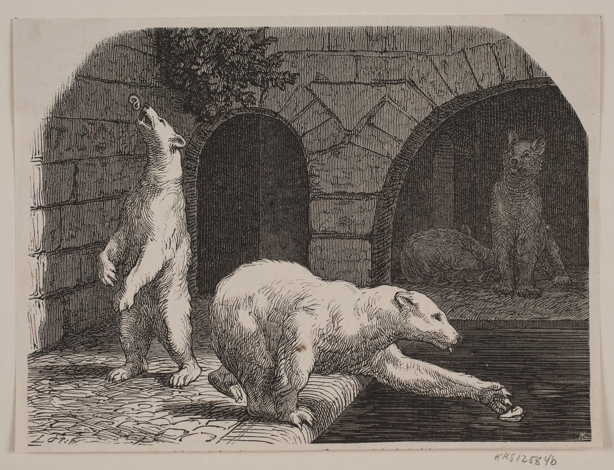Orsi nel Jardin des Plantes da Axel Theodor Kittendorff