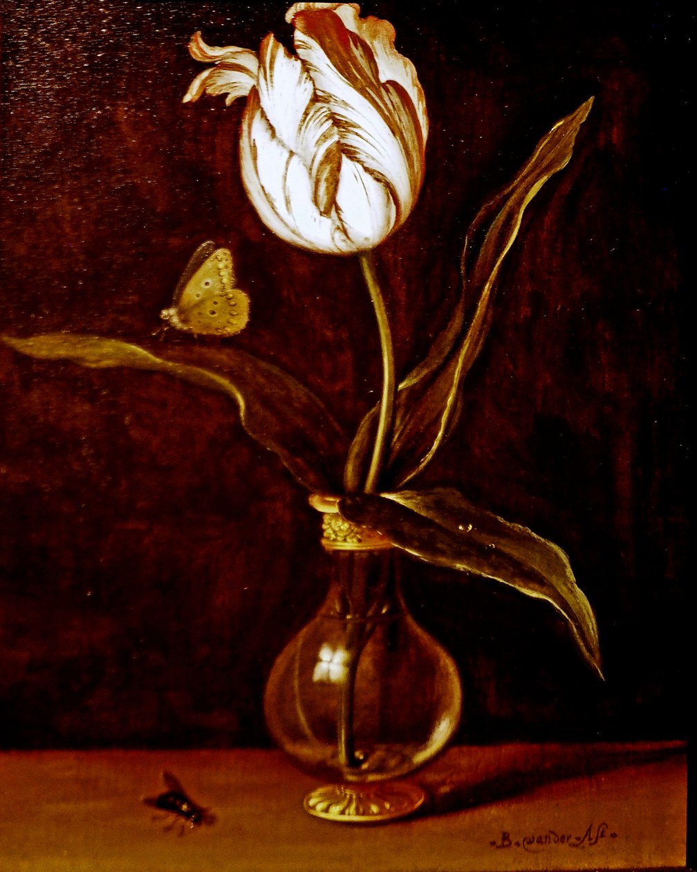 Un singolo tulipano in un vaso da Balthasar van der Ast