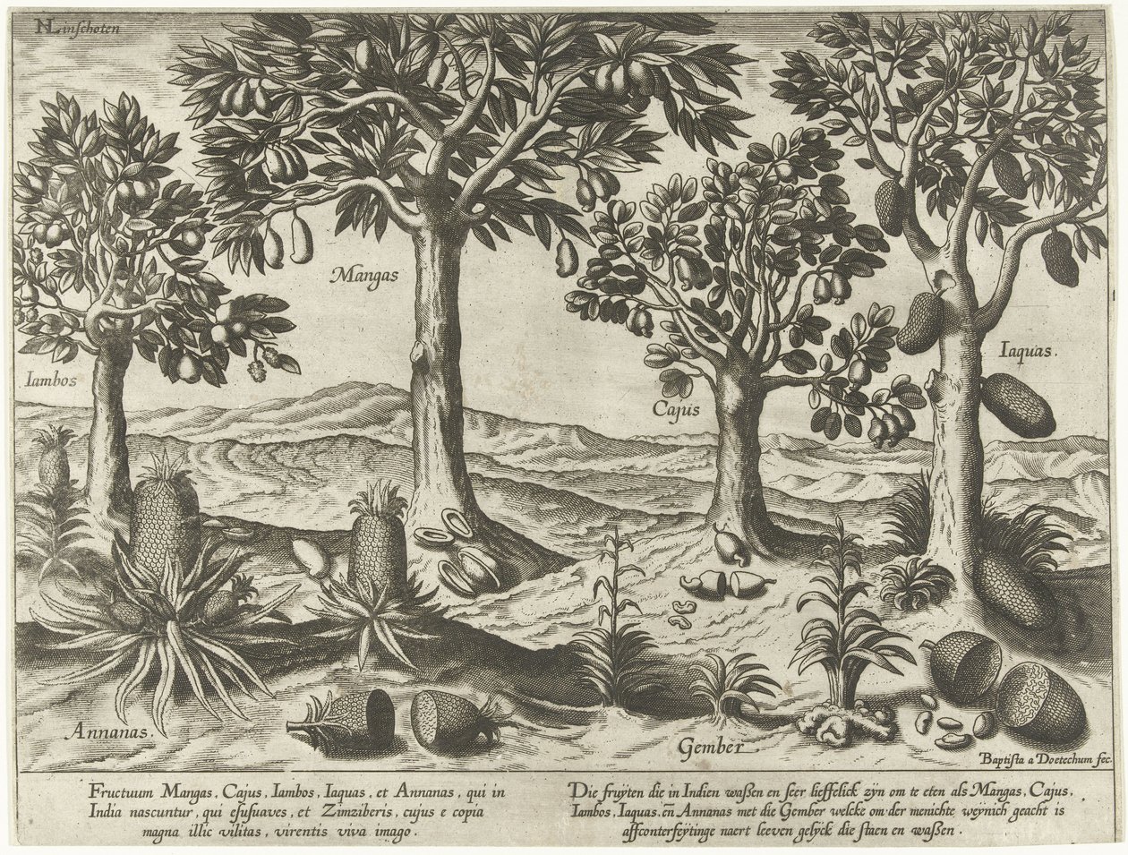 Alberi da frutto e arbusti delle Indie Orientali da Baptista van Doetechum