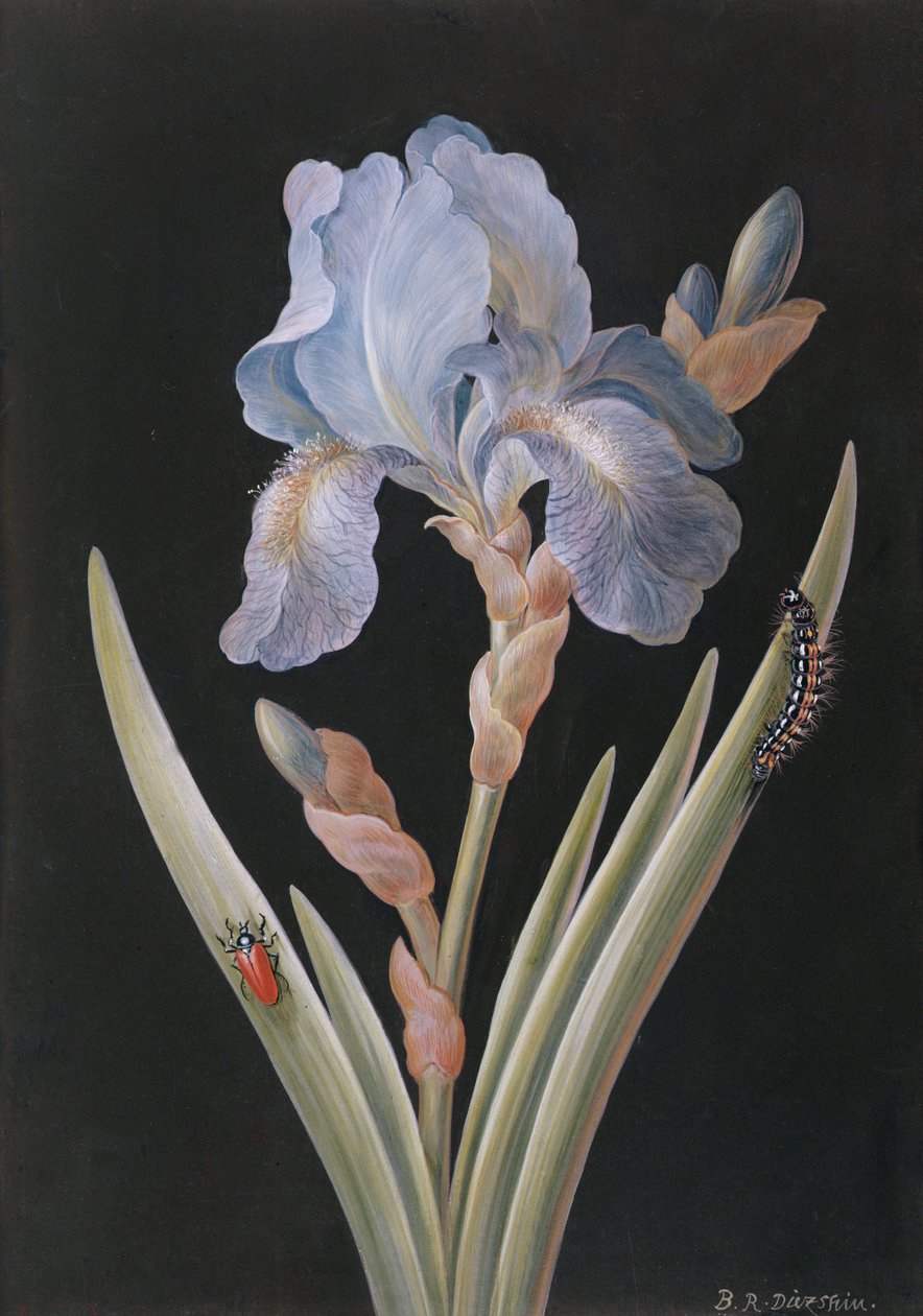 Iris germanica con bruco e scarabeo da Barbara Regina Dietzsch