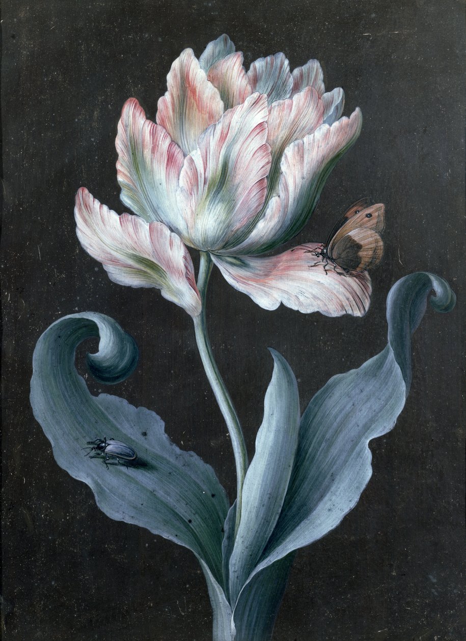 Tulipano Pappagallo con Farfalla e Scarabeo da Barbara Regina Dietzsch