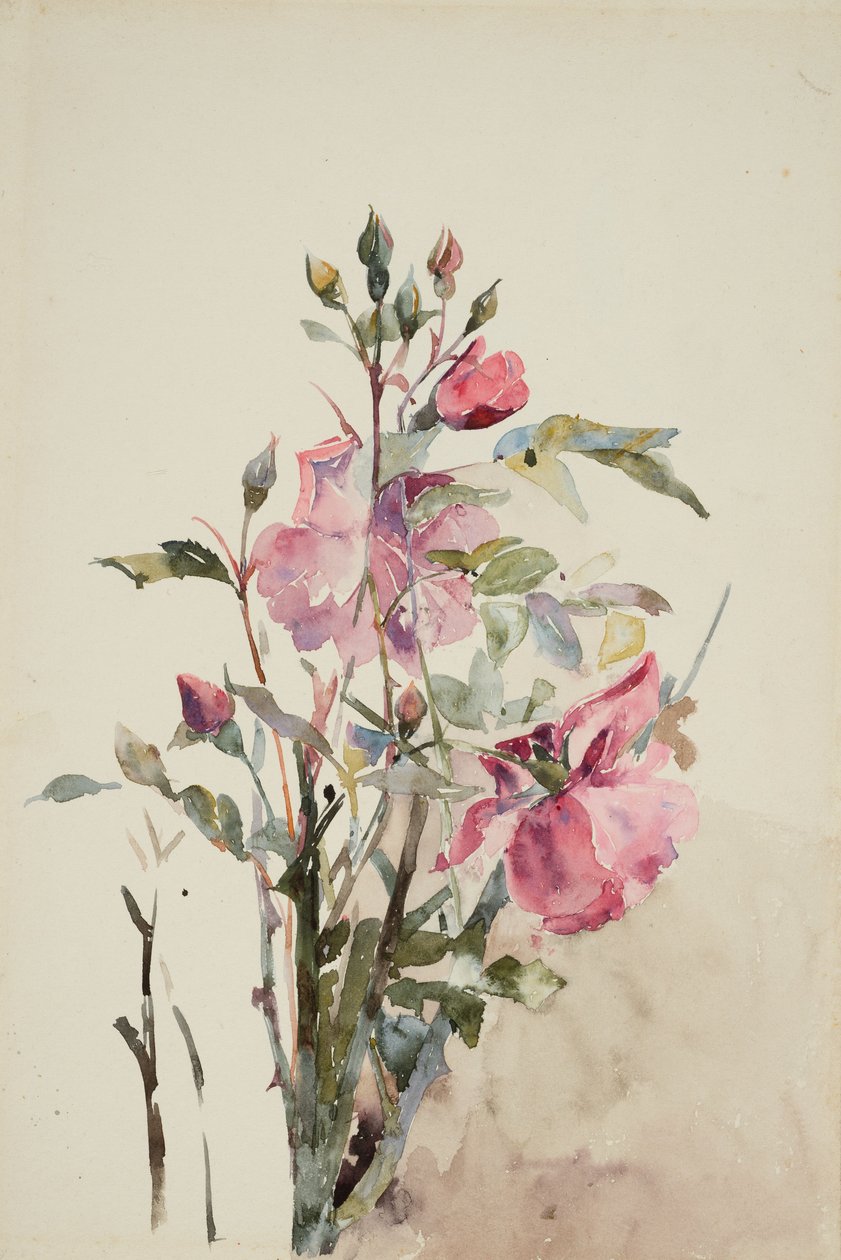 Steli di fiori rosa da Barbara Leigh Smith Bodichon