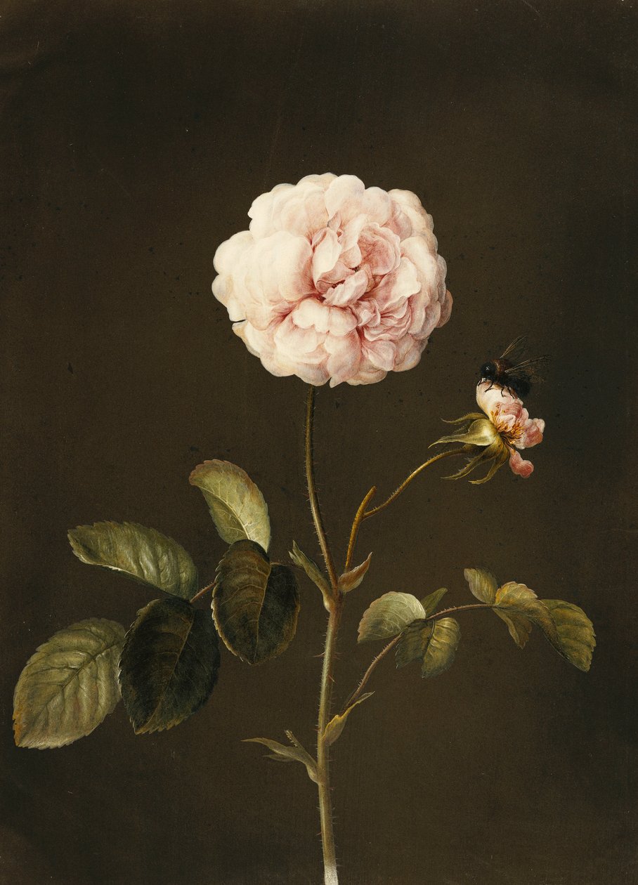 Una rosa gallica con un bombo da Barbara Regina Dietzsch