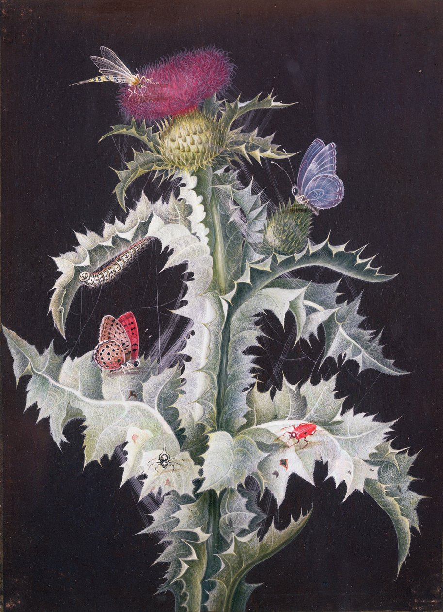Studio di un cardo con insetti da Barbara Regina Dietzsch