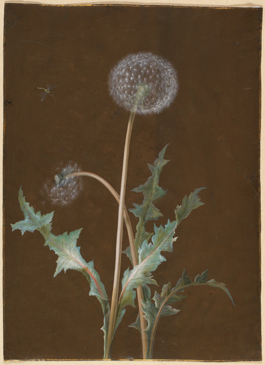 Dente di leone da Barbara Regina Dietzsch