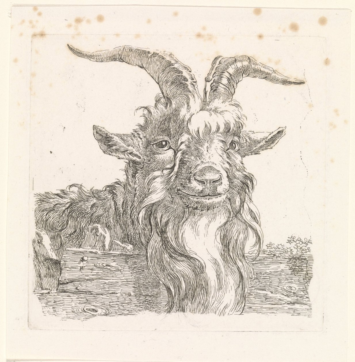 Testa di un caprone da Barend Hendrik Thier