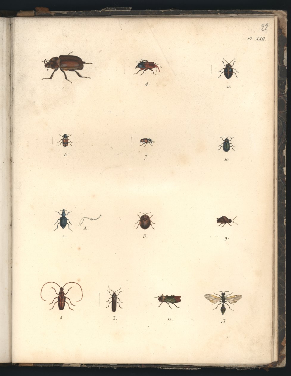 Coleotteri e vespe, Pl.XXII, illustrazione da 