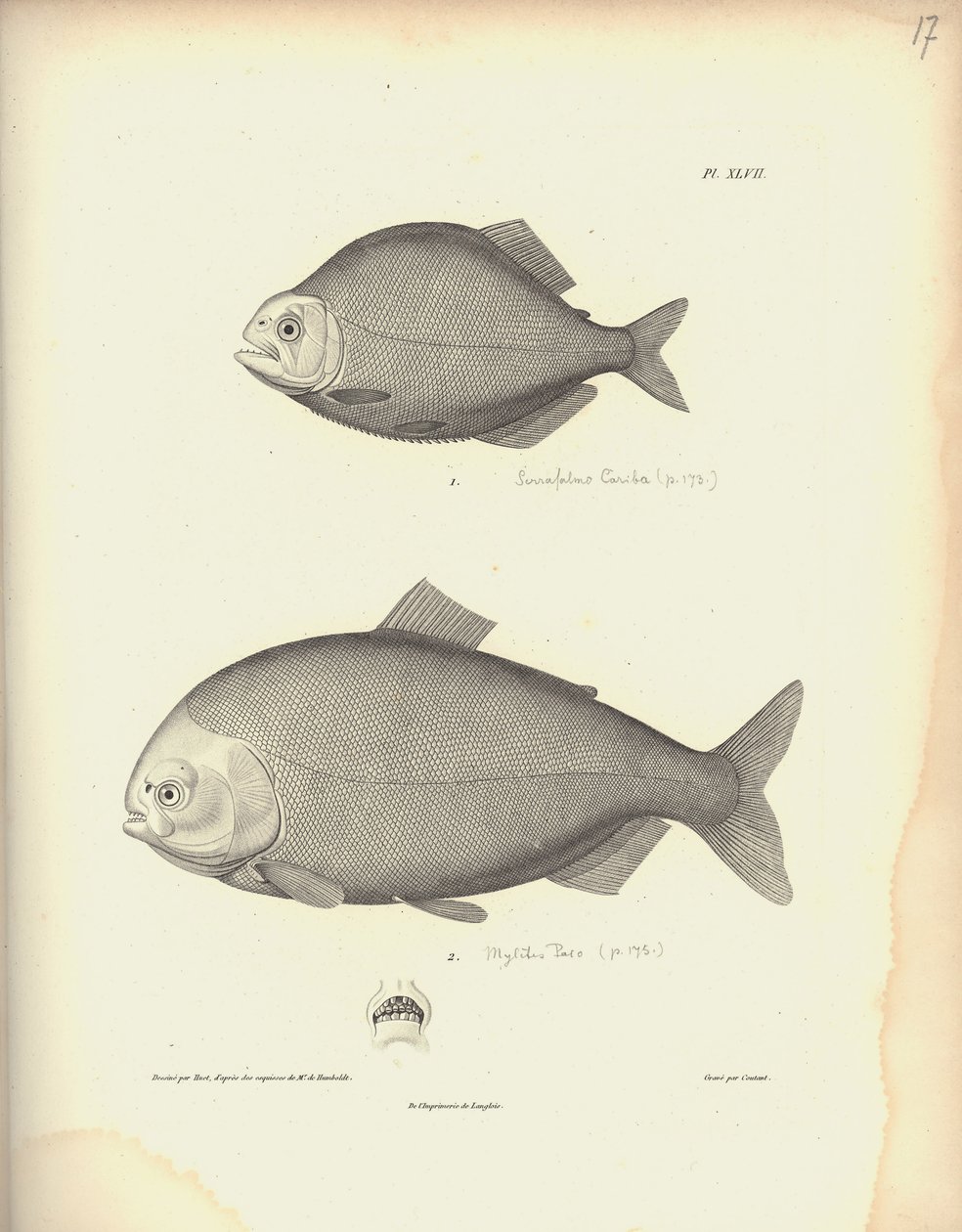 Characidae, Pl. XLVII, inciso in acciaio da Coutant dopo un