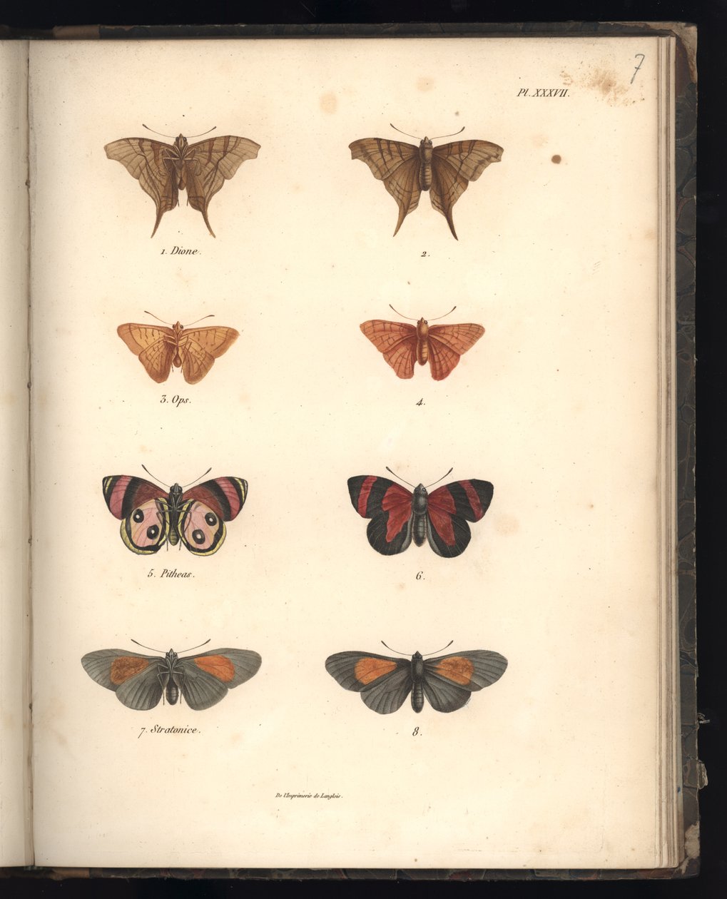 Lepidotteri, Pl. XXXVII, illustrazione da 