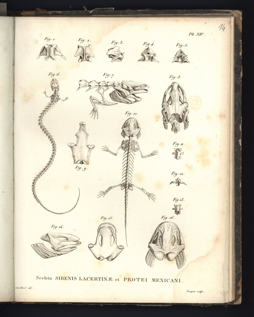 Sceleta Strenis Lacertinae et Protei Mexicani, tavola XIV, Osteologia della sirenomelia e axolotl da Baron Friedrich Alexander von Humboldt