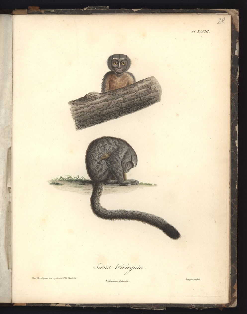 Simia trivirgata, Pl.XXVIII, incisione in acciaio di Louis Bouquet (1765-1814) dopo un
