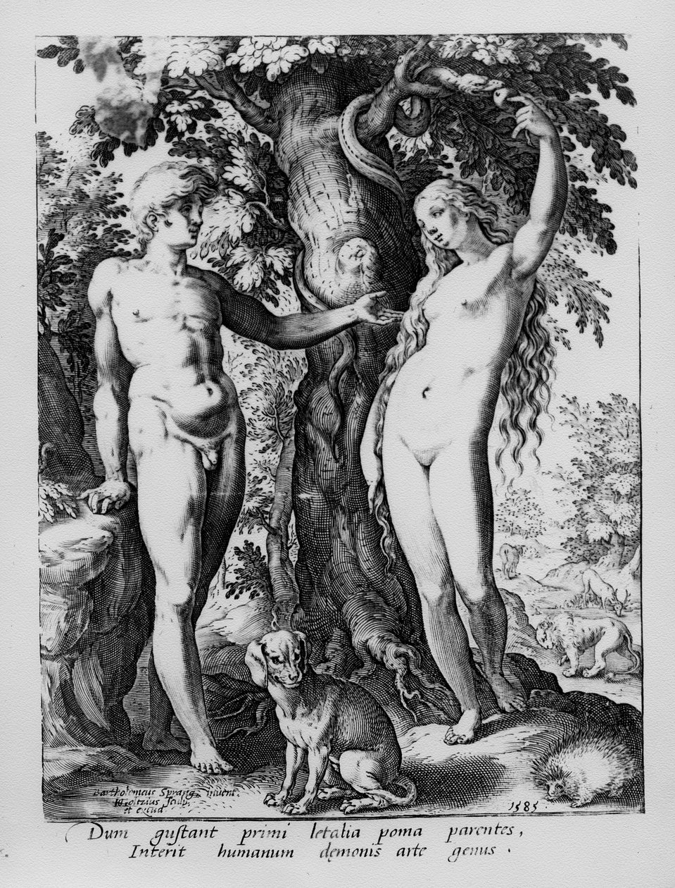 Adamo ed Eva, inciso da Hendrik Goltzius, 1585 da Bartholomaeus Spranger