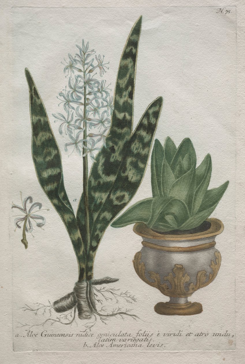 Aloe da Bartholomaus Seutter