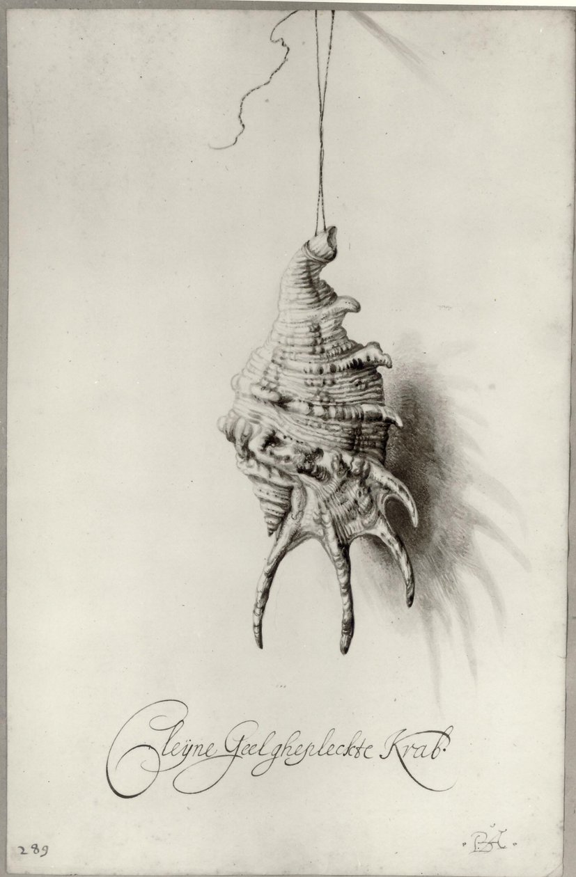 Olandese: Studio di conchiglia "Cleijne Geel ghepleckte Krab" appesa a un filo Conchiglia da un album da Bartholomeus Assteyn