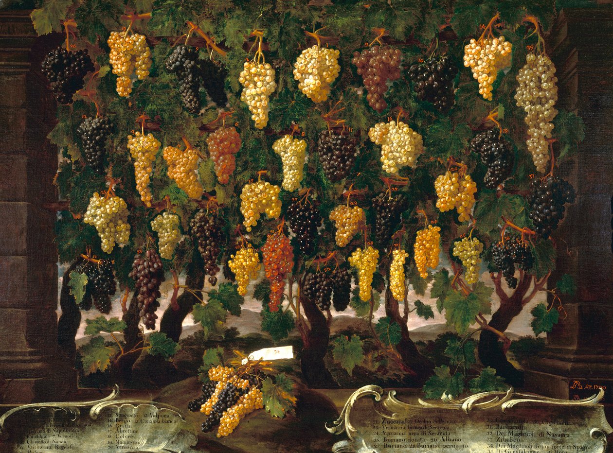 Uva da Bartolomeo Bimbi