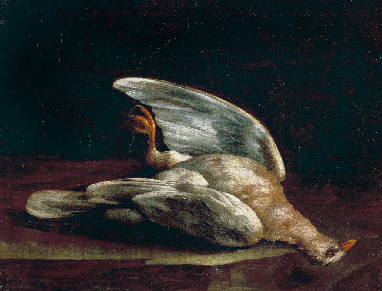 Colombaccio da Bartolomeo Bimbi
