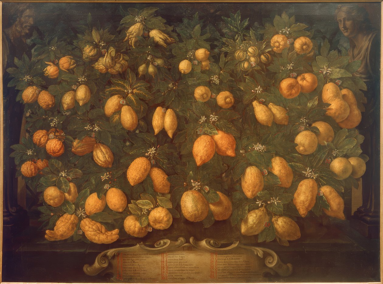 Agrumi da Bartolomeo Bimbi