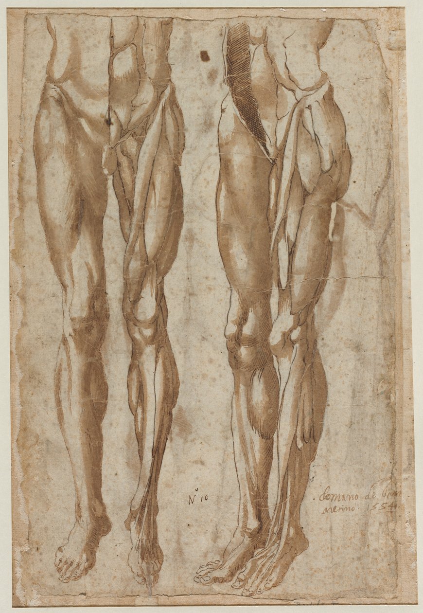 Due studi di un uomo scorticato recto studio di un torso scorticato verso, 1554 da Bartolommeo da Arezzo