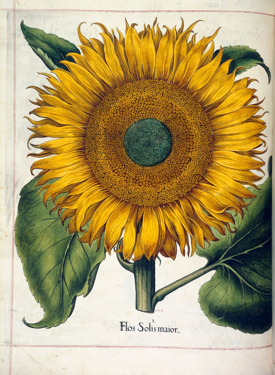 Un girasole (flos slois major), da 