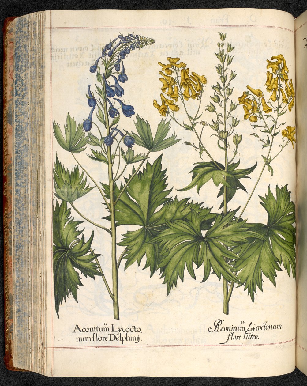 Aconitum lycoctonum (Aconito) da Hortus Eystettensis, Basilius Besler da Basilius Besler