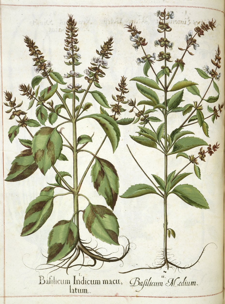 Basilico, da 