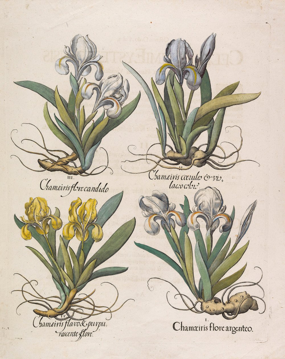 Chamaeiris flore da Basilius Besler