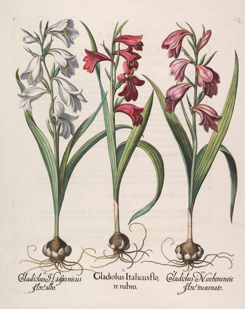Gladiolus italicus flore rubro, 1613 da Basilius Besler