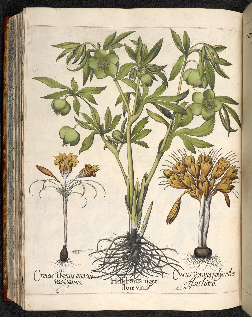 Helleborus niger, Crocus vernus, da Hortus Eystettensis, di Basilius Besler da Basilius Besler
