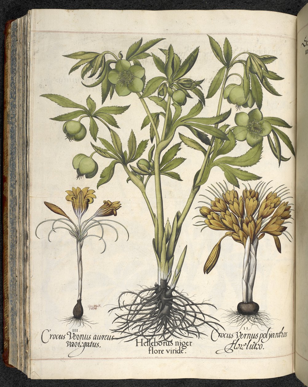Helleborus niger, illustrazione da 
