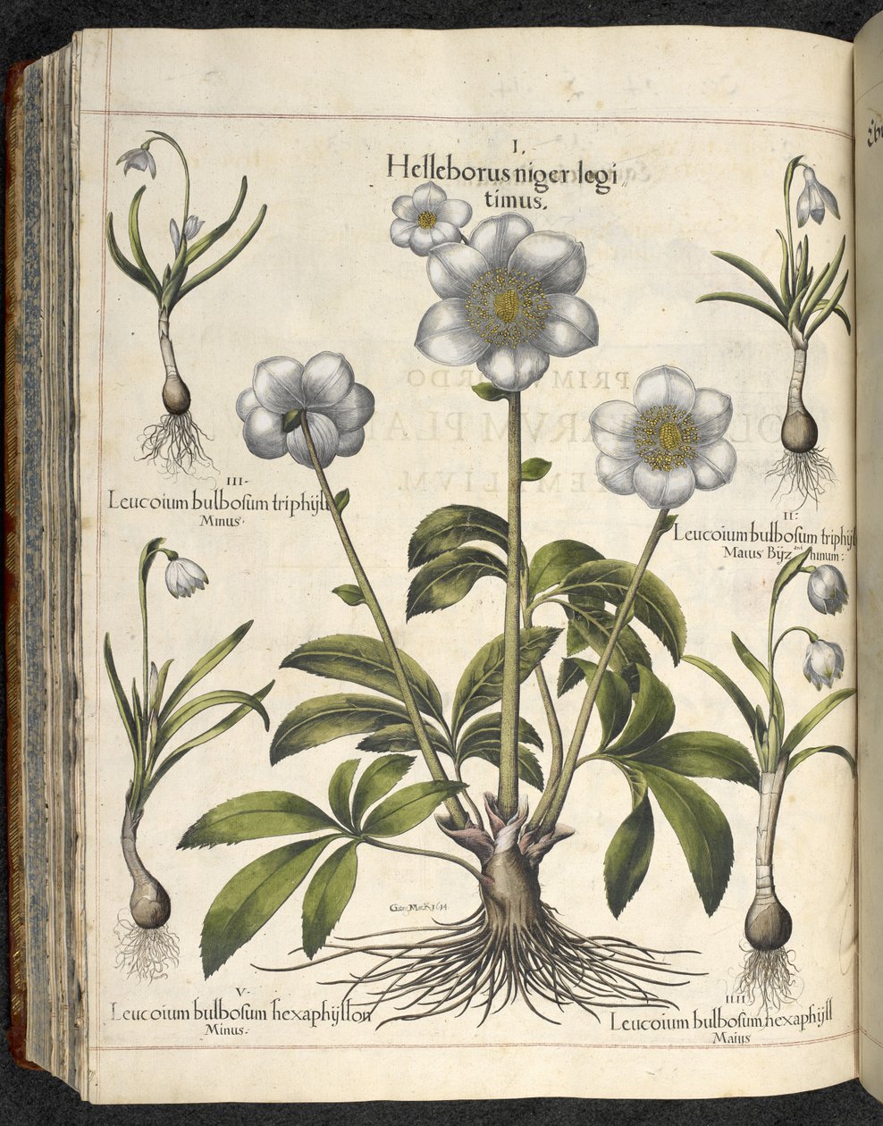 Helleborus niger, illustrazione da 