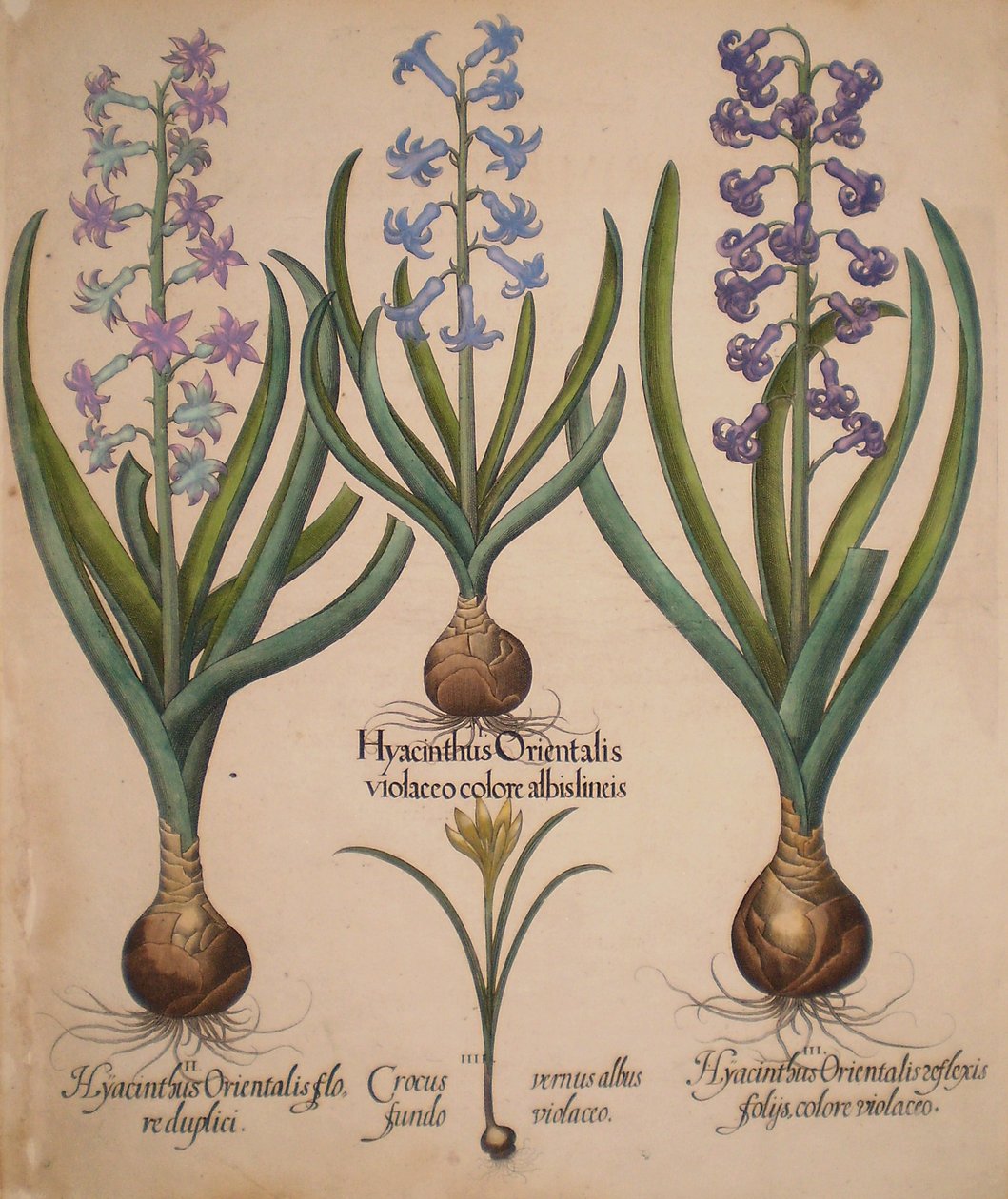Hyacinthus orientalis floreduplici-Hyacinthus orientalis violaceo albislienis-Crocus vernus albus fundo violaceo-Hyacinthus orientalis reflexis folys colore violaceo da Basilius Besler