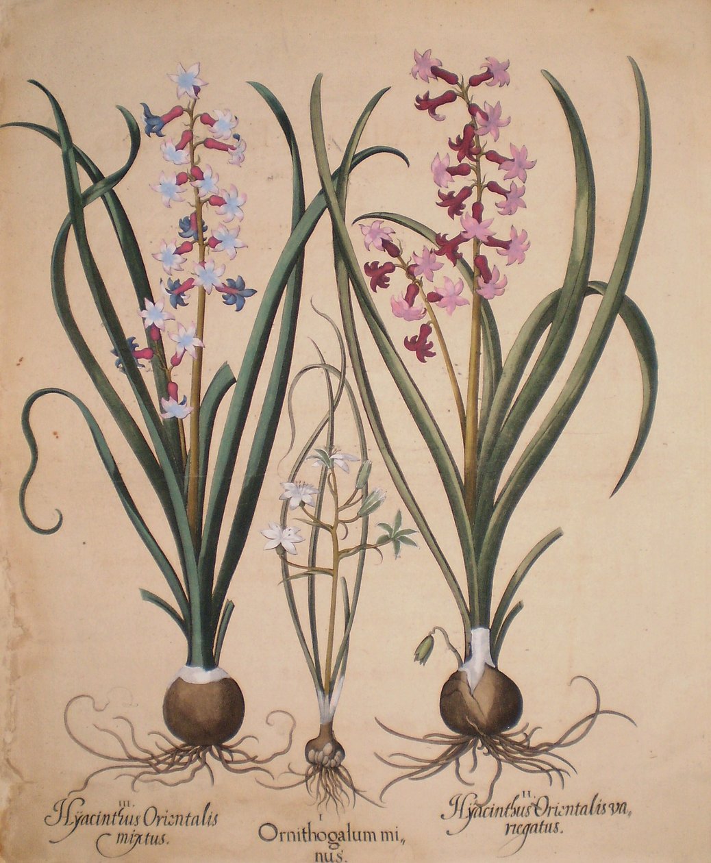 Hyacinthus orientalis mixtus-Ornithogalum minus-Hyacinthus orientalis veriegatus da Basilius Besler