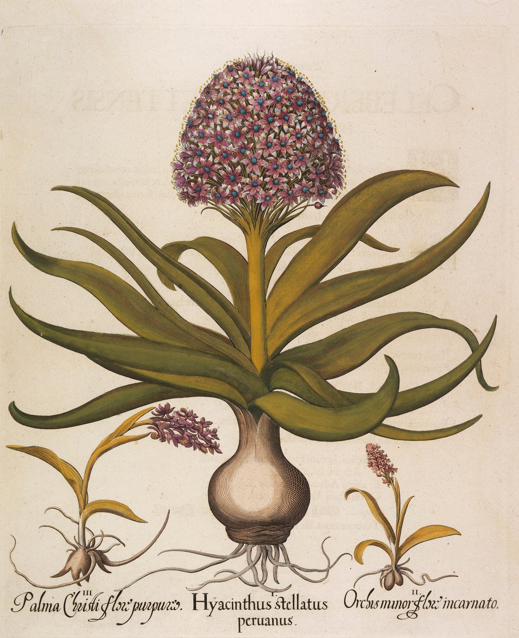 Hyacinthus stellatus, 1613 da Basilius Besler