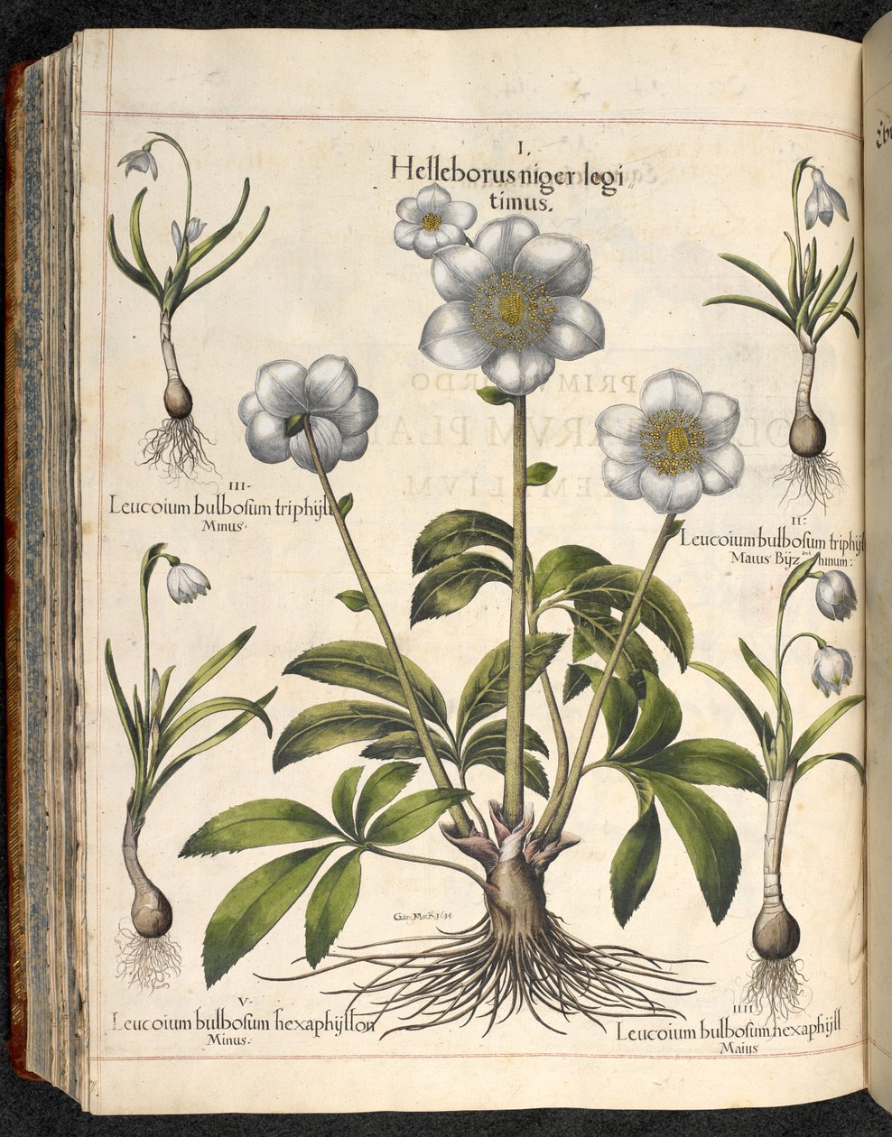Helleborus niger (Hortus Eystettensis) da Basilius Besler