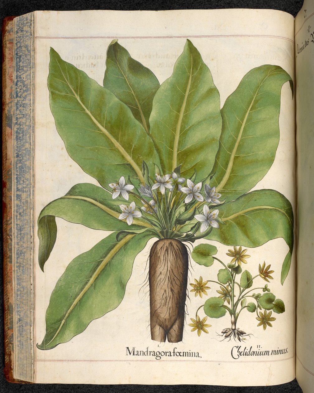Tavola 29: Mandragora foemina (Mandragora), da Hortus Eystettensis, di Basilius Besler da Basilius Besler