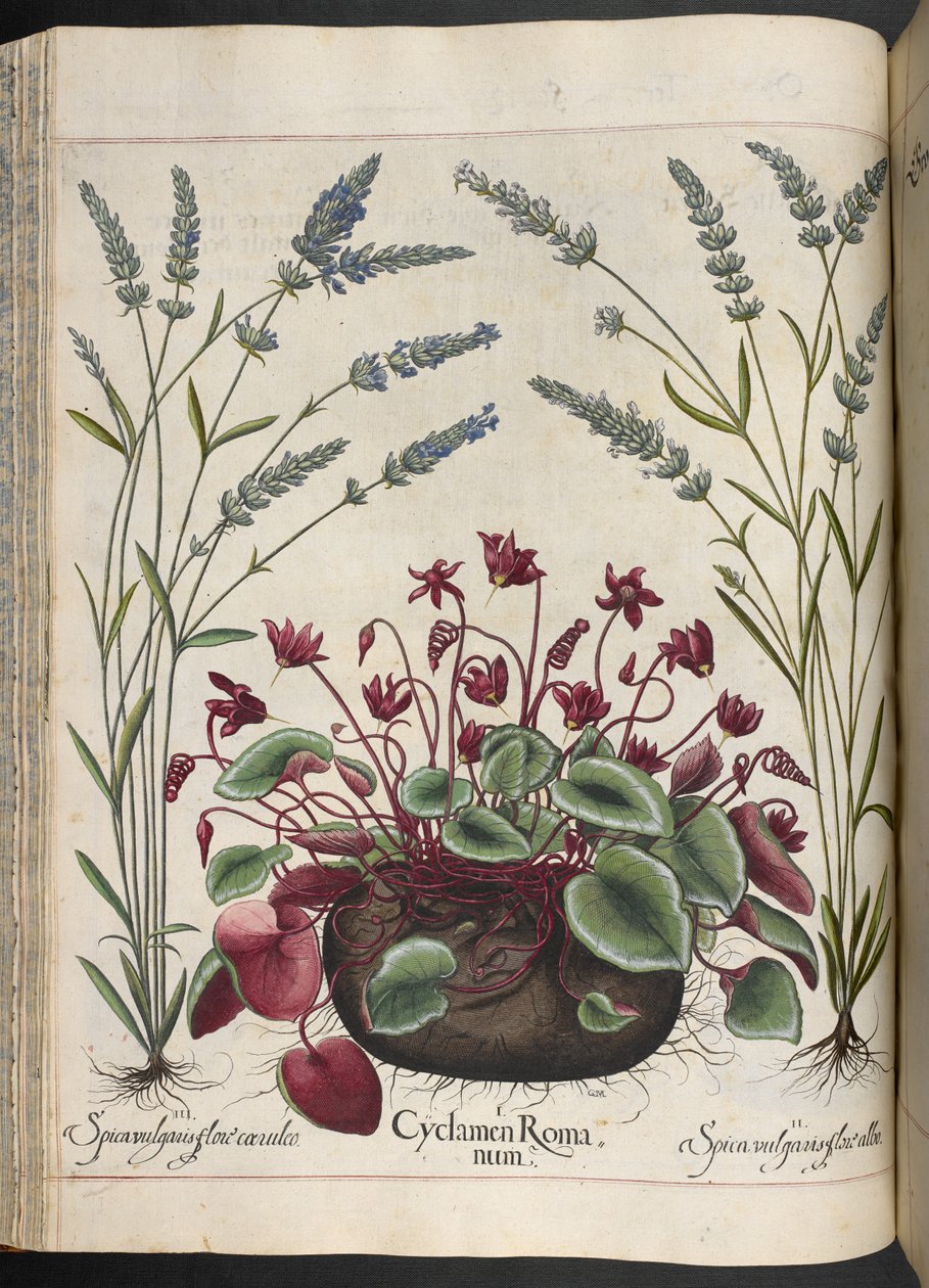 Tavola 347: Cyclamen Romanum, da Hortus Eystettensis, di Basilius Besler da Basilius Besler