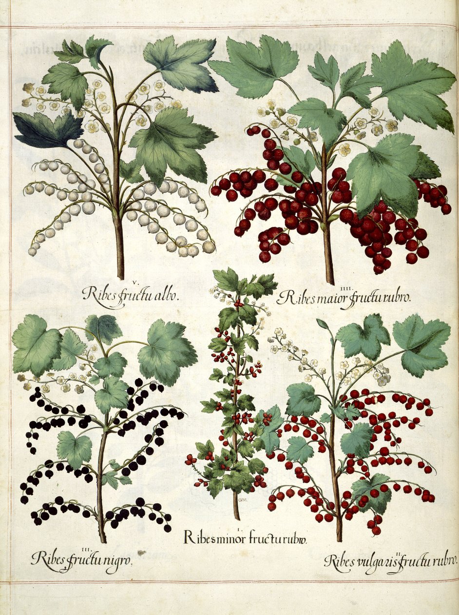 Piante di ribes rosso e nero, da 
