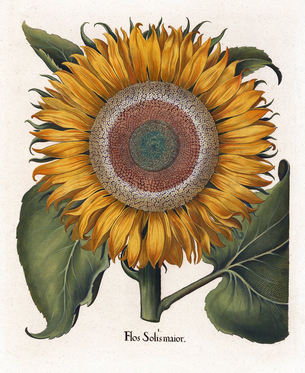 Il Girasole Comune da Basilius Besler