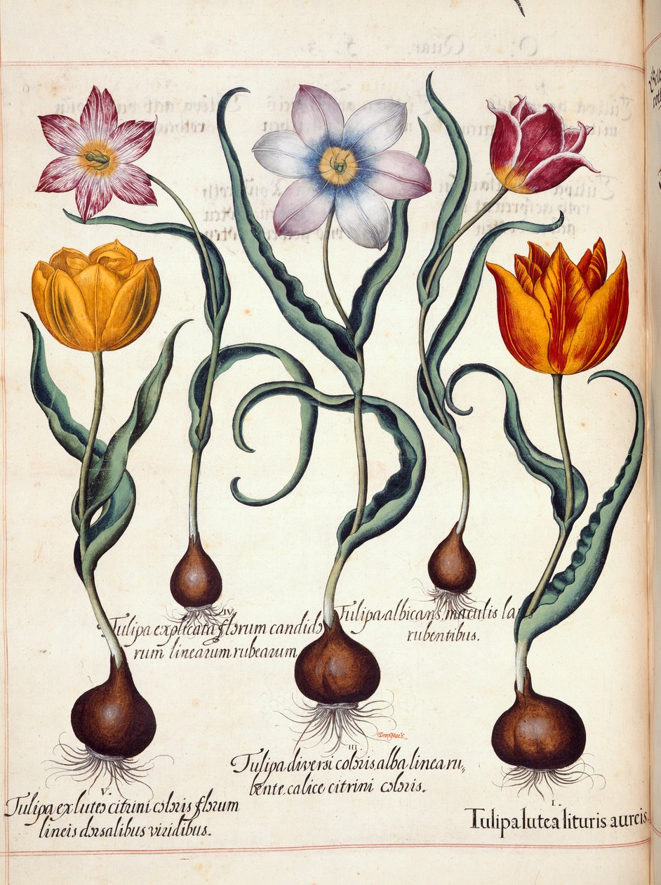 Tulipani, da 