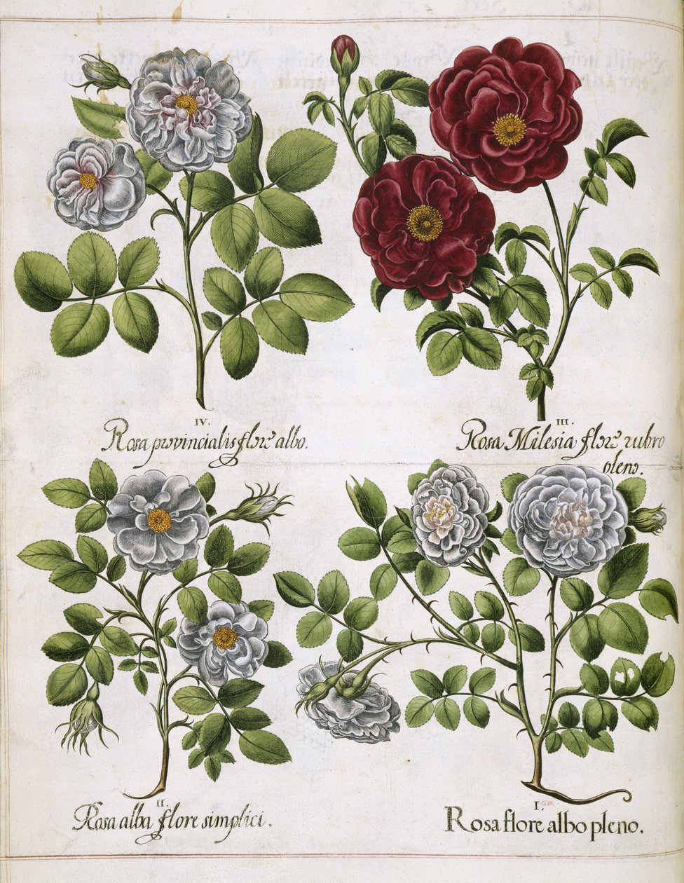 Rosa bianca e rossa, da 
